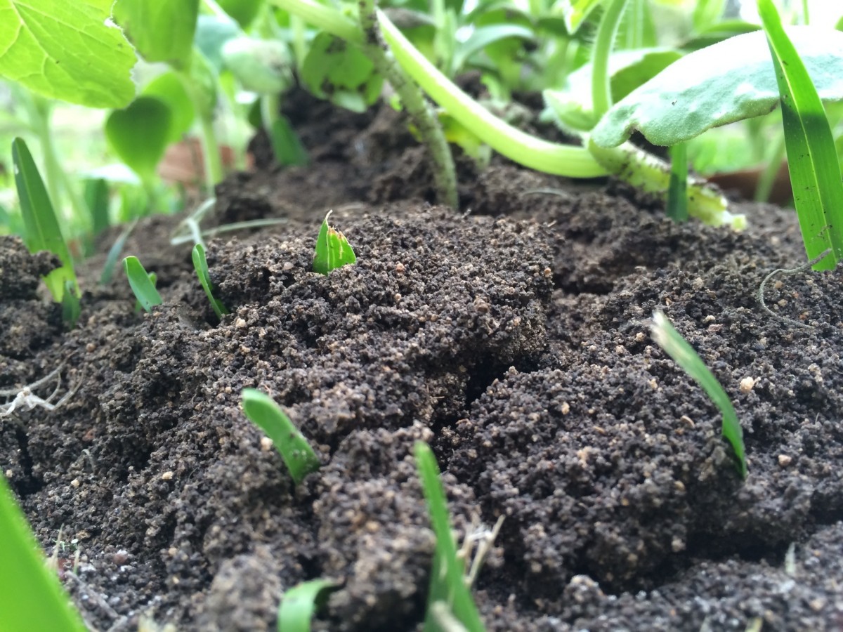 Comment choisir son terreau pour potager ?