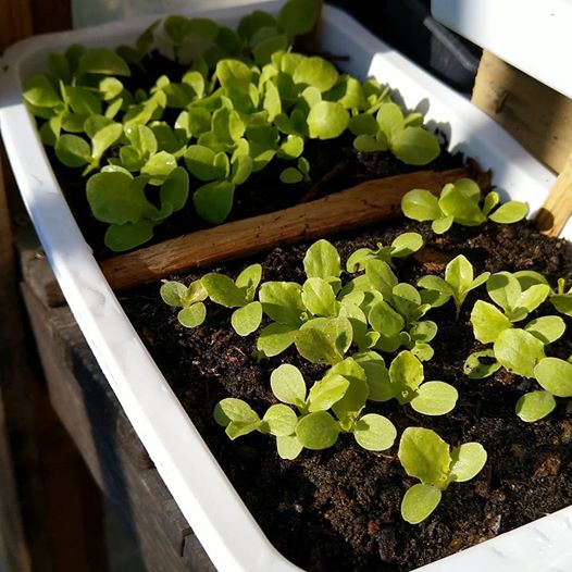 récup le potager minimaliste