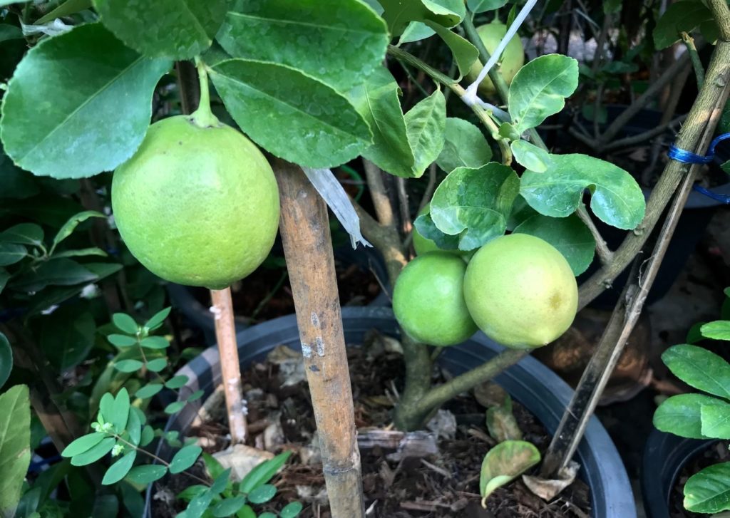 Planter un citronnier au balcon