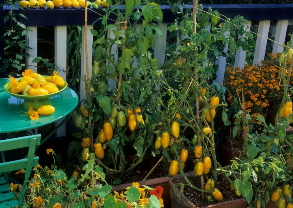 Même sur un balcon on peut planter des grosses tomates