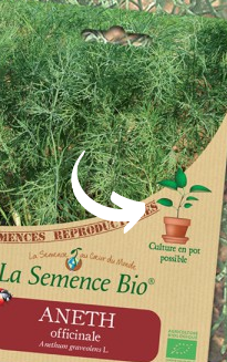 La semence bio, culture en pot possible