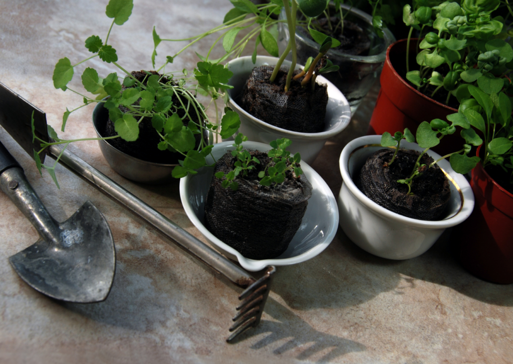 Tout les plantes ne se cultivent pas toute l'année