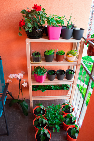 Utiliser la verticalité dans son potager de balcon