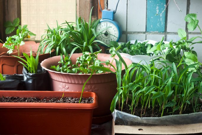 On peut déplacer facilement ses plantes